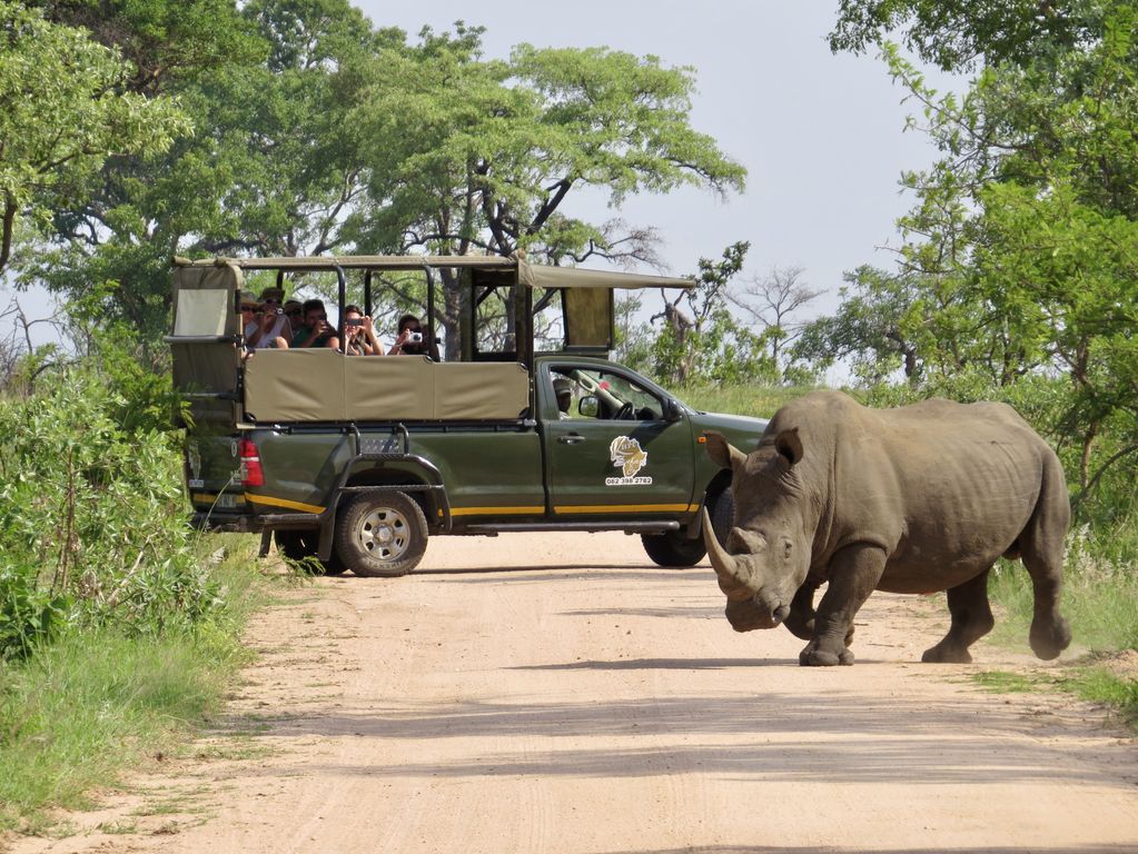 Kruger NP neushoorns Zuid Afrika groepsrondreis 4